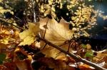 Herbst2006 11 18 13 21 19 DxO
